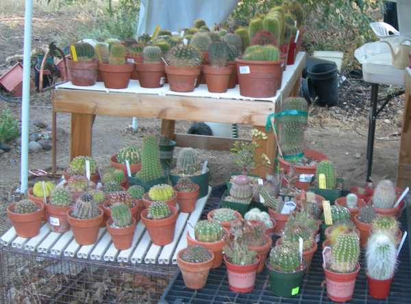 Cacti in Pots, Part 1