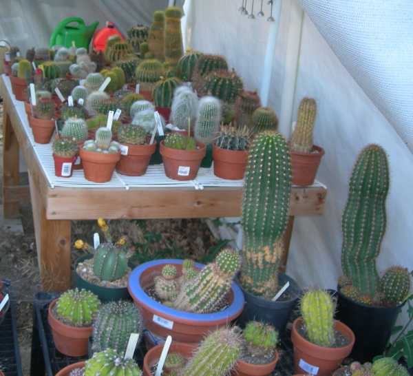 Cacti in Pots, Part 2