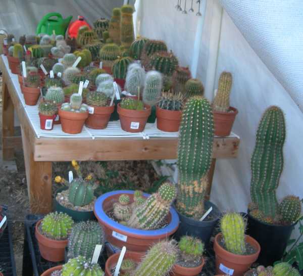 [http://www.ddgnevada.com/plants/cacti/newcacti/c2.jpg]