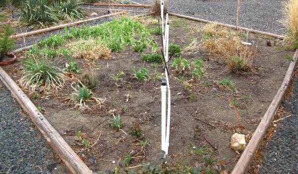 Wild Flower Bed