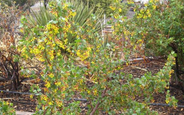 Blue Elderberry