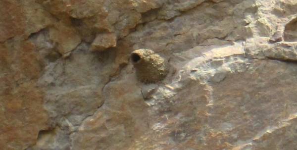 Cliff Swallow Nest