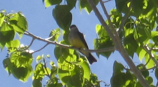 Western King Bird