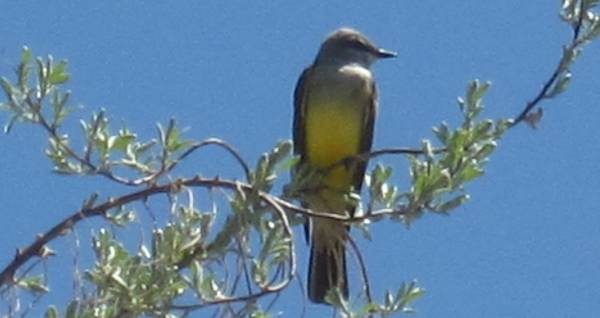 Western King Bird