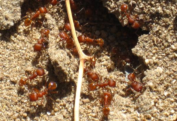 Red Ants