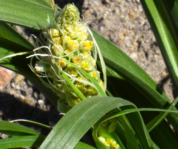 Flowering