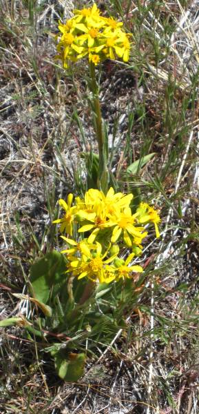 Wild Flowers