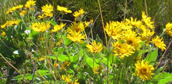 Wild Flowers