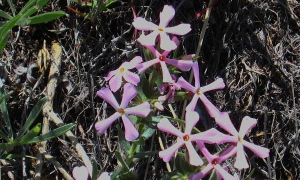 Wild Flowers