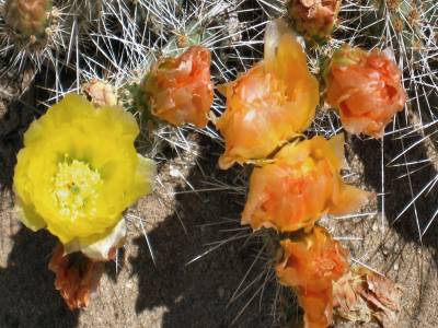 Cacti