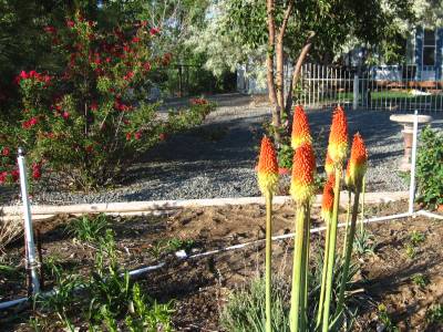 Red Hot Poker