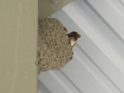 Cliff Swallow