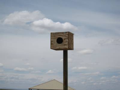 Owl Box