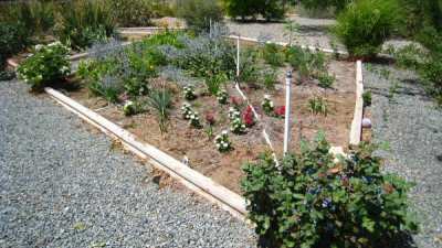 Wild Flower Bed