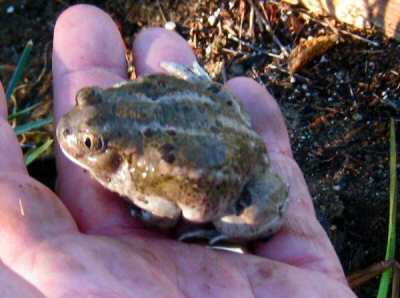 Spadefoot Toad