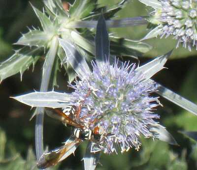 Erygnium - Sea Holly