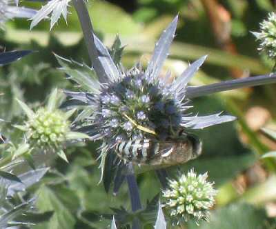 Erygnium - Sea Holly