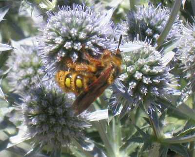 Erygnium - Sea Holly