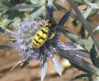 Erygnium - Sea Holly