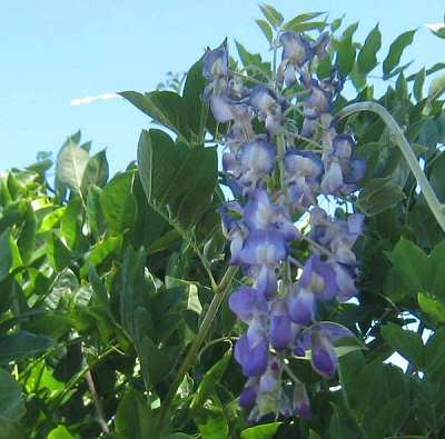 Wisteria in Bloom in July?