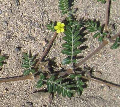 Puncture Vine