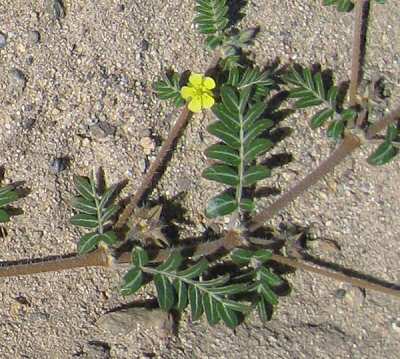 Puncture Vine