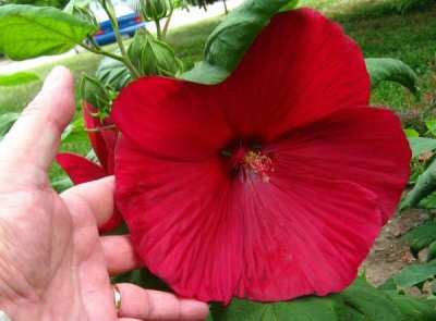 Hibiscus