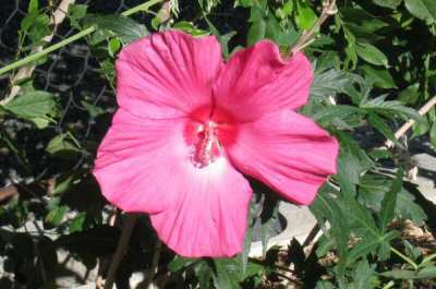 Hardy Hibiscus