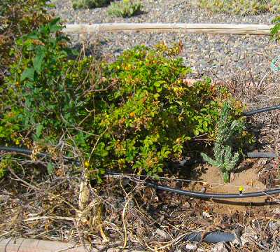 Cactaceae Cylindropuntia Imbricata