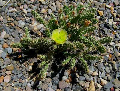 Opuntia