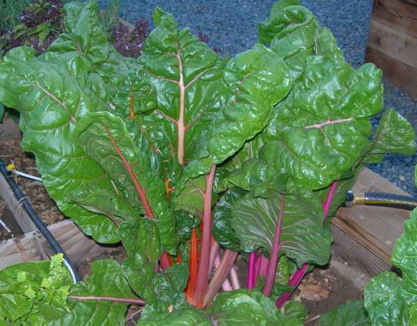 Rainbow Chard