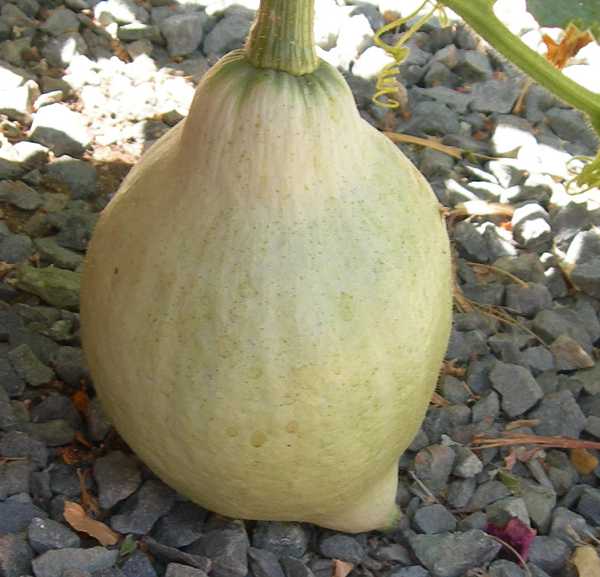 Gourd?