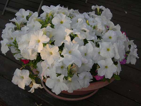 Petunias