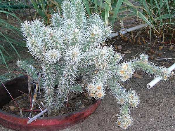 Cholla