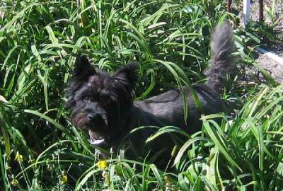 Day Lily Guard