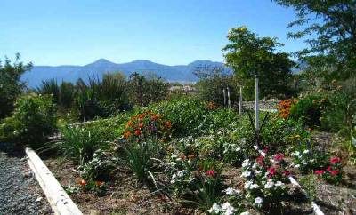 Wild Flower Bed