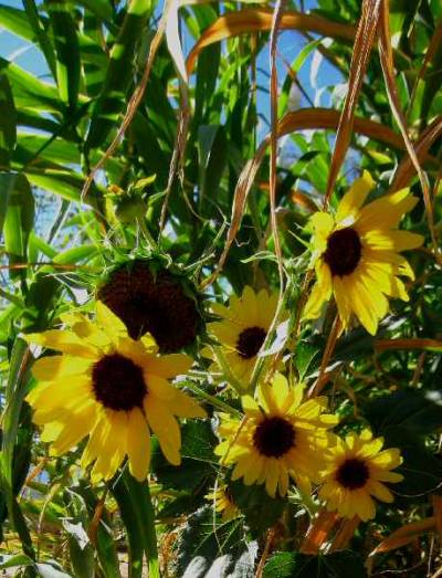 Sunflowers