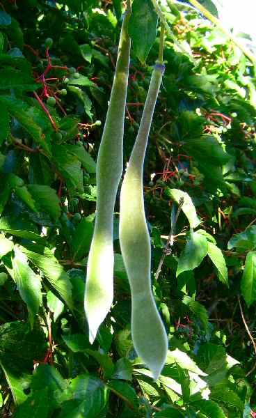 Wisteria Pods