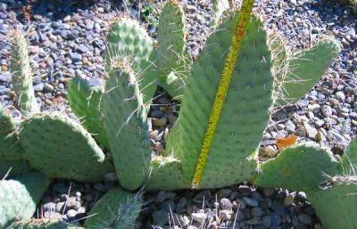 Opuntia