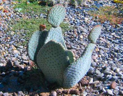 Opuntia Basilaria Sp