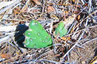 Iowa Cacti