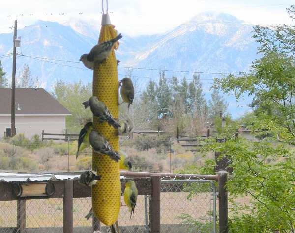 Gold Finches