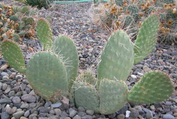 Thorny Opuntia