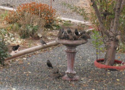 Starlings