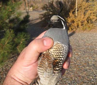 California Quail