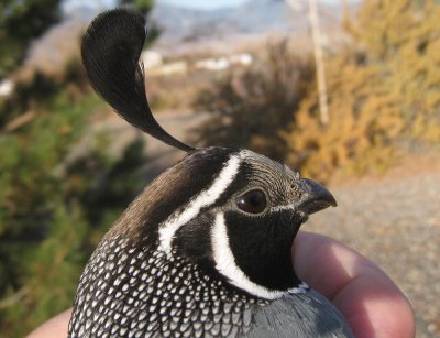 California Quail