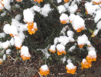 Lake Effect Snow