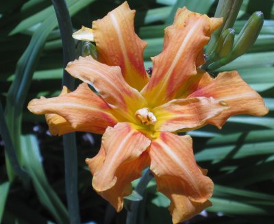 Day Lily