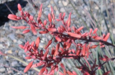 Red Yucca