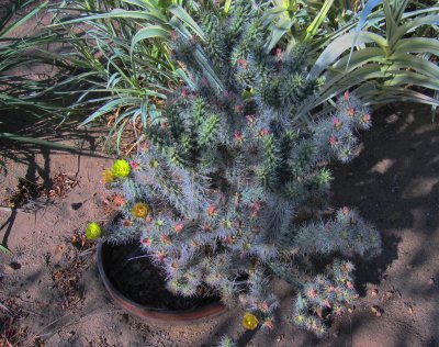 Cholla